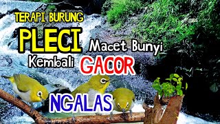 TERAPI BURUNG #Pleci Macet Bunyi Kembali #Gacor Ngalas Dengan Suara Air Gemericik