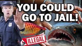 Top 5 Illegal Fish in America