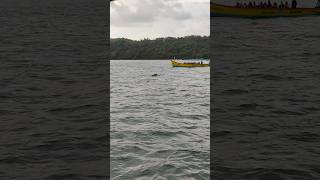 Goa l Dolphin Ride l Miramar Beach l Ferry Ride l Panaji l #Goa#panaji#reels #youtubeshorts #shorts