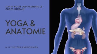 YOGA ET ANATOMIE | LE SYSTÈME ENDOCRINIEN | 10MIN POUR COMPRENDRE LE CORPS HUMAIN