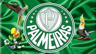 Calopsita Cantando Hino do Palmeiras/ Calopsita assobiando Hino do Palmeiras