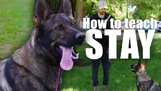 BEST Way to Teach Your Dog STAY