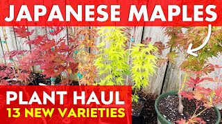 13 Beautiful NEW Japanese Maple Tree Varieties | Plant Haul Tour