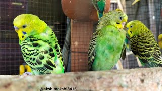 Budgies Are So Exited Breeding success | Parakeets All Time Healthy | Budgies Best Treat For Chicks