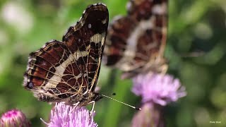 The Map butterfly (Araschnia levana)