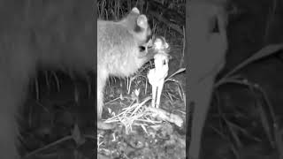 Barbie gets a facial from a raccoon 😂 #barbie #trailcam #short #shorts #raccoon #wildlife #backyard