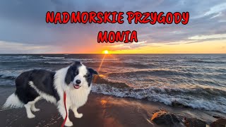 Border Collie na wakacjach Nadmorskie Przygody Monia #monio #bordercollie #dzwirzyno #caravaning