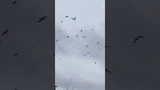 A lot of seagulls circling in central  NC