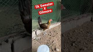 😍🤩 5k Sweater x Gilmore pullet game fowl - 2022 breeding season