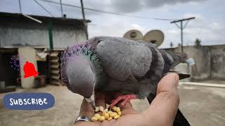 Feeding pigeons on the terrace ..... food