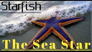 Starfish - The Sea Star.