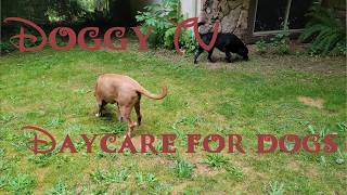 Daycare for your dog 🐶🐕🐩  Short bonus episode for noise reactive dogs peaceful walk in the summer