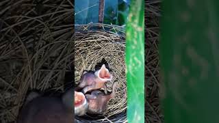 Baby Birds || Our National Bird | আমাদের জাতীয় পাখির বাসা ও বাচ্চা | Bird's Nest || The Magpie Robin