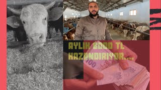 BESİCİLİK PARA KAZANIYOR MU?? | AYLIK KAZANCIMIZ NE KADAR??