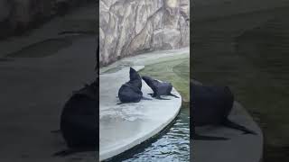 Kids watch Lion seals for the first time ..