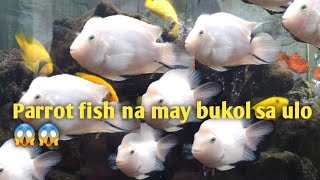 platinum parrot fish napakadaling agalagaan