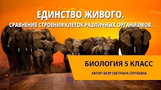 Единство живого. Сравнение строения клеток различных организмов