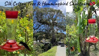 Silk Cotton Tree 🌳 and Hummingbird Sanctuary in Tobago 🇹🇹