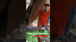 Gilee.. Ngagetin Suaranya Burung Sultan Paruh Bengkok Scarlet Macaw