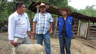 Experiencia de productor del municipio de Alvarado - Tolima