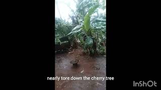 storm beryl breakdown banana tree and sink