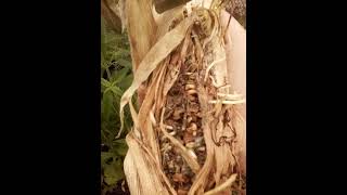 Corn experiment #gardening #communitygarden