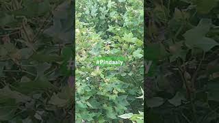 Cotton crops | Pindaaly