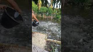 12K Ekor Ikan Patin Siap Panen #ikanpatin