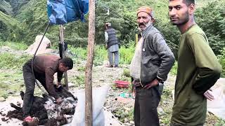 Sheep Hair Cutting Pehli Bar Dekhi || Palampur Chamunda Exlpore