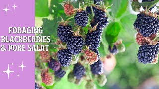 Foraging Blackberries & Poke Salat