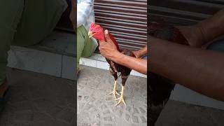 🦅🔥Aseel murga sale #rooster #aseel #youtubeshorts #viral #shorts