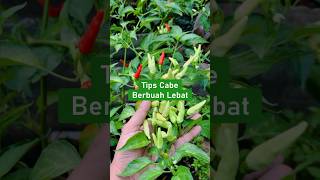 Tips cabe berbuah lebat