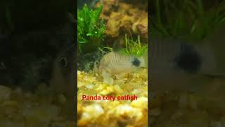 #Panda Cory #catfish 

#aquarium