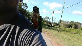 Green cheek conure very like ride with me-tame-jejet