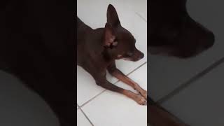 #pets #pinscher #dog #cachorro