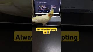 This Birb is Very interrupting!!!🫠🥰#shorts#cockatielbird#birds #trending #viralvideo#funny #animals