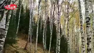 Kanas Hemu White Birch Forest: Heavenly God's Back Garden, Earthly Garden of Eden!