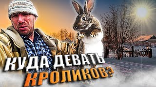 Пропала Буся. Кроликов больше чем клеток, что делать? Семейные влоги...