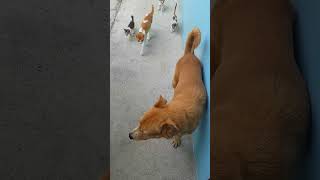 Funny dog🤣 afraid of cats😹 and kittens #shortsvideo #funny #shorts