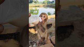 Cute baby monkey drinking milk 🍼🍼🍼🐵🐵🐵 #monkeyvideo #bandar #animals 0667