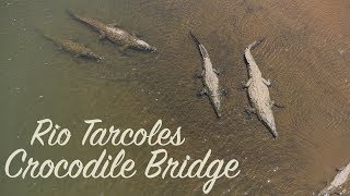 Crocodile Bridge // Costa Rica Travel Vlog // Quepos Costa Rica