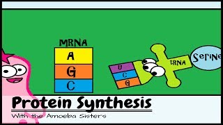 (OLD VIDEO) Protein Synthesis and the Lean, Mean Ribosome Machines