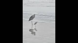 11.11.24 sunrise ocean waves Florida Beaches,Red Egret hunting and Snowy Egret #birdspecies