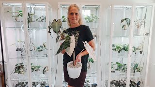 Massive Rare Variegated Alocasia Collection Update. Tour My Moms Most Expensive Alocasia & The Care!