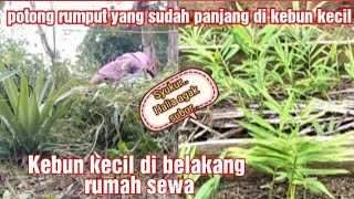 Memotong Rumput yang sudah rimbun di kebun kecil