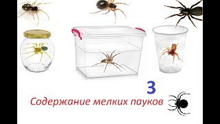 Содержание мелких пауков часть 3