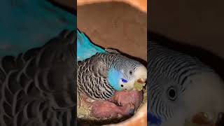 # beautiful budgies feeding their babies #1millionviews #subscribe