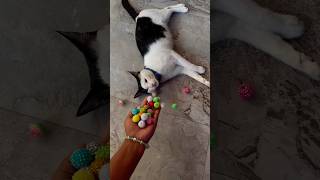 🌈💚Asmr satisfying beads reverse cat barsik video, asmr satisfying asmr sounds, asmr beads asmr