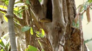 Snake comes out of a tree in the backyard