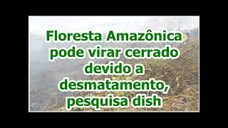 Floresta Amazônica pode virar cerrado devido a desmatamento, pesquisa dish